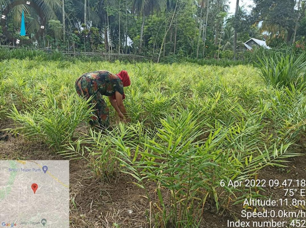 Pemanfaatan lahan kosong untuk budidaya tanaman jahe.