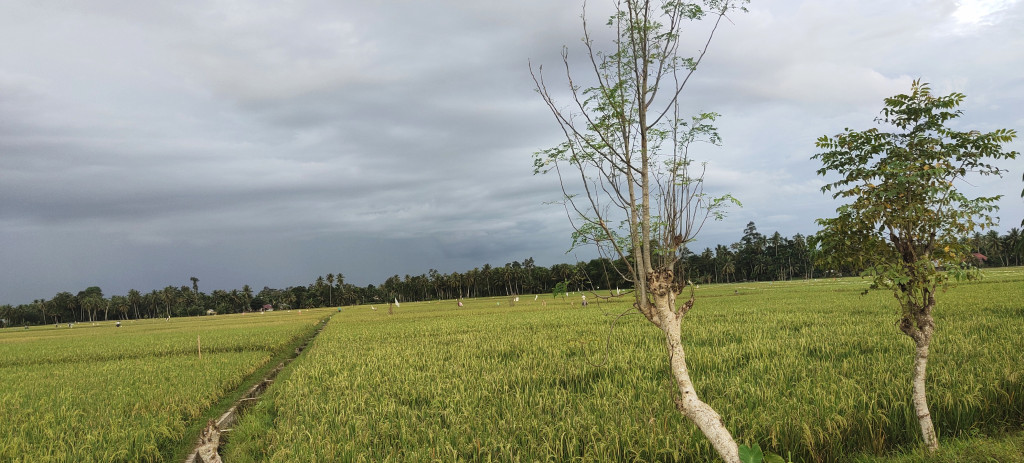 Pengolahan lahan sawah secara intensif.